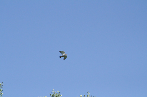 Broad-winged Hawk