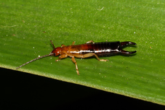 Forficula senegalensis