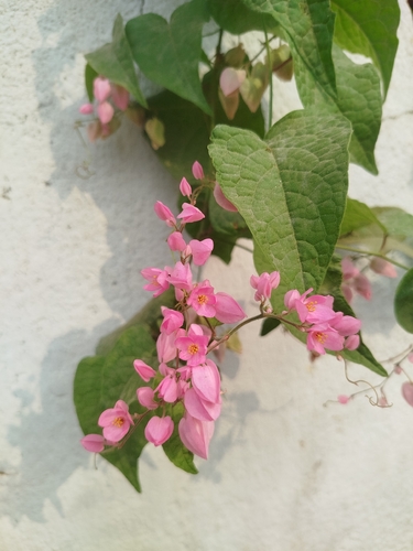 Coral Vine