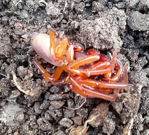 Woodlouse Spider