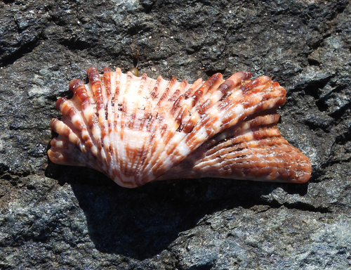 Arca navicularis observed 2026-07-04