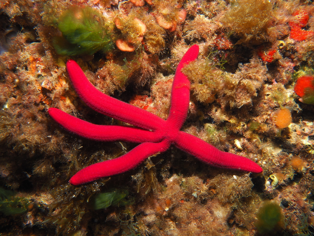 Purple Sea Star