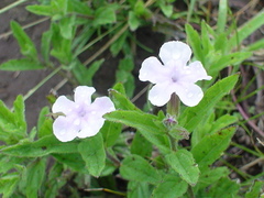 Priva grandiflora