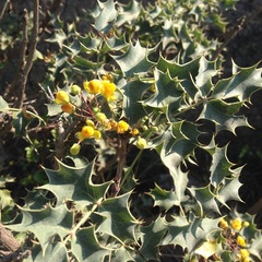 Berberis trifolia