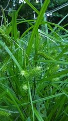 Carex comosa