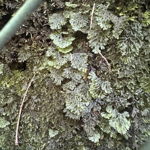 Hymenophyllum denticulatum observed 2026-06-29