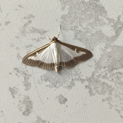 Box Tree Moth