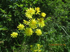 Crepis praemorsa