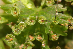 Crepidomanes minutum