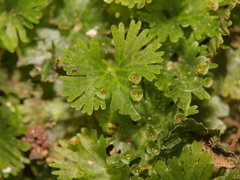Crepidomanes minutum