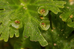 Crepidomanes minutum
