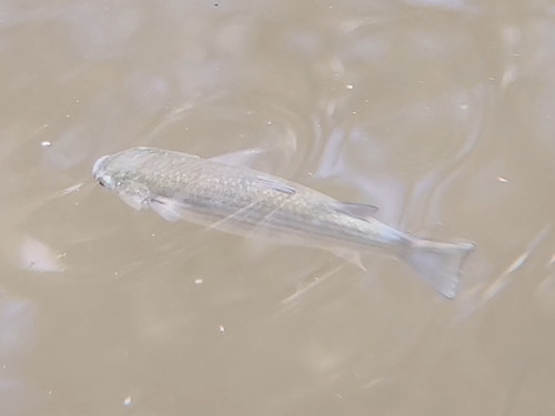 Greenback mullet (Chelon subviridis) — Mugilidae — 4