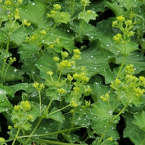 Garden Lady's-mantle