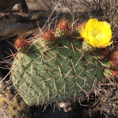 Opuntia perotensis