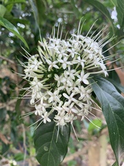 Pavetta hongkongensis