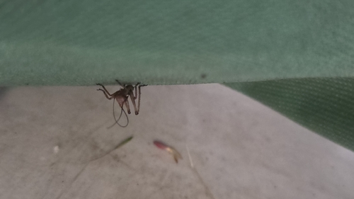 iNaturalist observation photo of Ateloplus