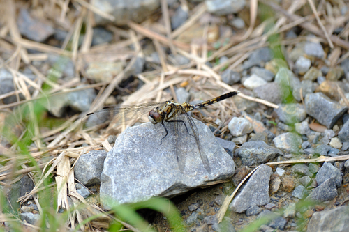 Orthetrum albistylum speciosum