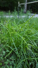 Carex comosa