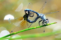 Nannothemis bella