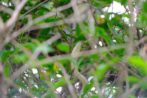 Japanese Ratsnake
