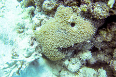 Physogyra lichtensteini