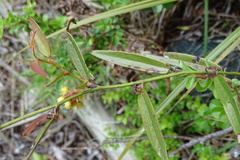 Smilax elongatoumbellata