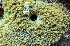 Physogyra lichtensteini