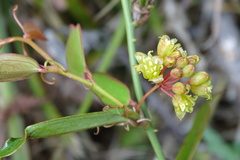 Smilax elongatoumbellata