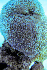 Physogyra lichtensteini