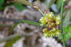 Smilax elongatoumbellata
