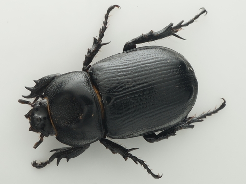 Eophileurus chinensis chinensis