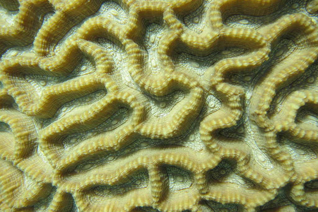 Intermediate Valley Coral