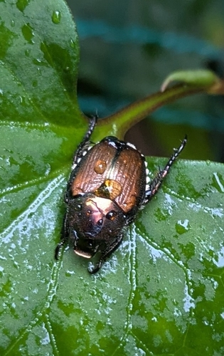 Japanese Beetle