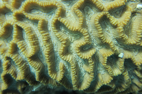 Oulophyllia crispa