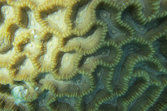 Oulophyllia crispa