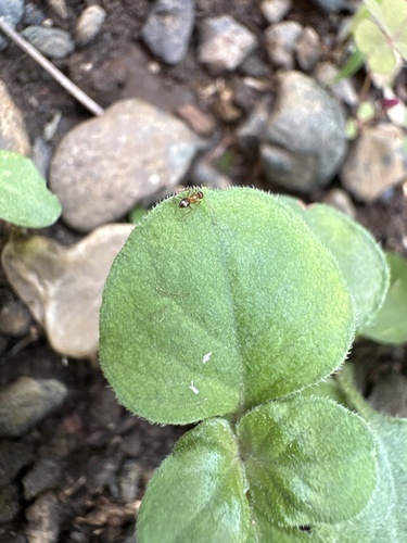 Yellow-footed Ant