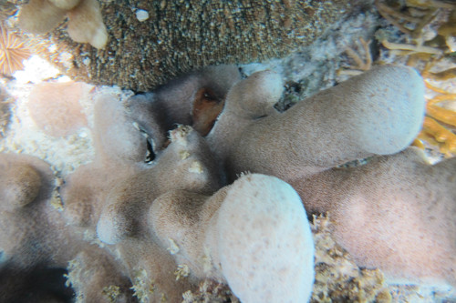 Psammocora haimiana