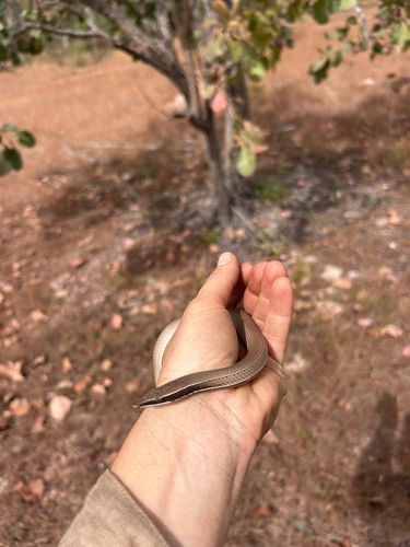 Burton's Legless Lizard