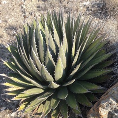 Agave horrida