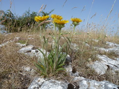 Pentanema montanum