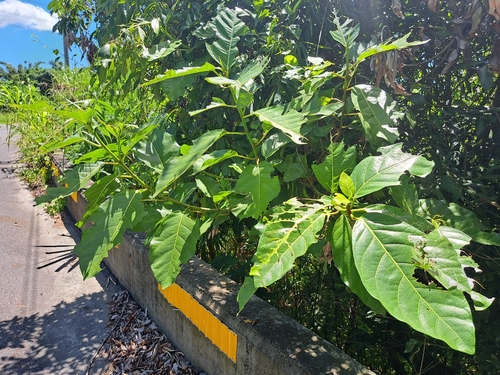 Ficus septica, photograph 6