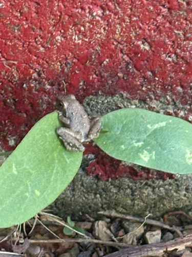 Ryukyu Kajika Frog