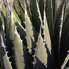 Agave horrida