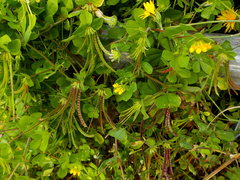 Securigera securidaca