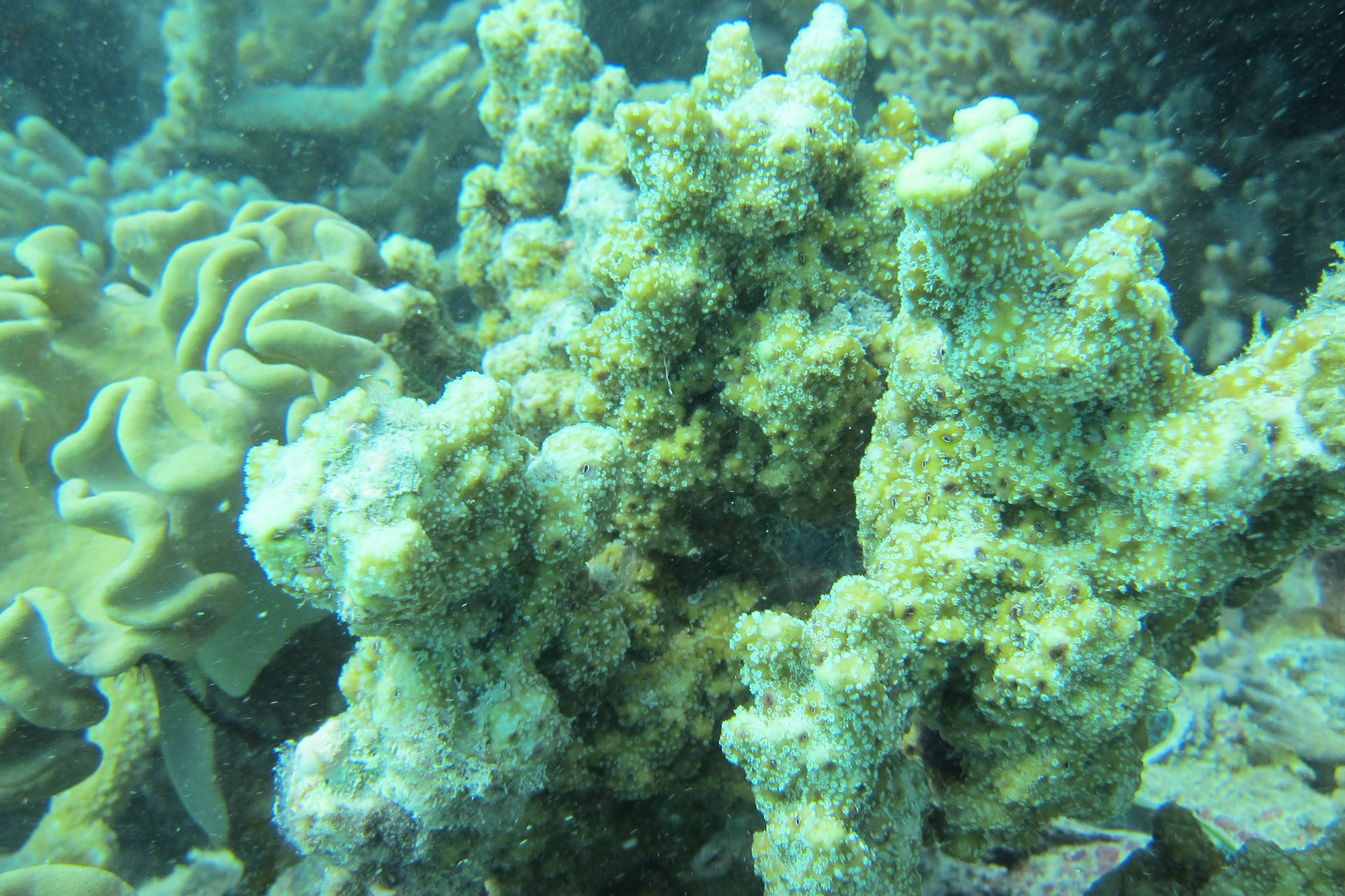 Montipora hispida (Dana, 1846)