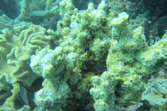 Image of Montipora hispida