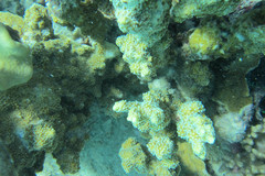 Montipora hispida