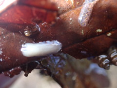 Dendrocoelum lacteum