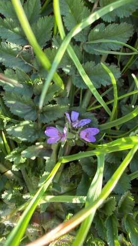 musk stork's-bill