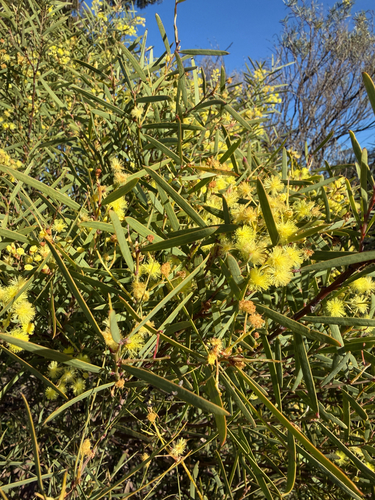 Flinders Range Wattle